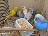 Bebek muhabbet kuşu yavrular