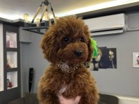 7 aylık erkek kore kan red brown toy poodle