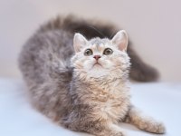 KIVIRCIK TÜYLÜ BRİTİSH KEDİLER