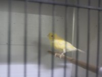 Sahibinden Farklı Cinslerden Ötüme Hazır Kanaryalar