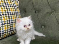 BLUE POİNT 3 YAVRU KEDİMİZ
