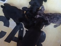 French bulldog kara kuzularım yeni yuvalarına uçmaya hazır
