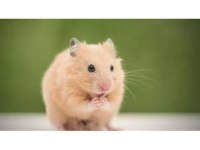 Hamster Yavrularım Yeni Evini Bekliyor