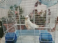 ELE ALIŞTIRMALIK SULTAN PAPAĞANI YAVRULARI