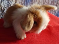 Teddy lop tavşan yavrular mavi göz