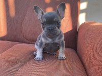 Blue-Tan French Bulldog Puppy
