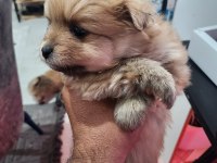 REZERVEYE AÇIK KÖPEKLER