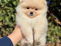 2 aylık oyuncu pomeranian