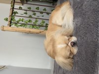 Sakin ve uslu pekinez puffy