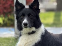 Köpeğimizden daha akıllısı yok
