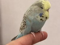 YAVRU ELE ALIŞLIN ŞHOW JUMBO ERKEK MUHABBET KUŞU