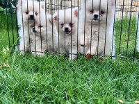 A kalite pomeranian boo