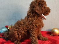 Irk ve sağlık garantili orijinal anne altından poodle