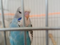Jumbo yavru muhabbet kuşu