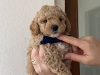 TOY POODLE YAVRULAR BANDIRMA