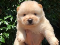 Ayı surat Chow Chow yavrularım