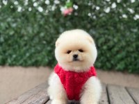 Orjinal Pomeranian Boo Yavrular