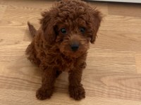 YAVRU TOY POODLE RED BROWN