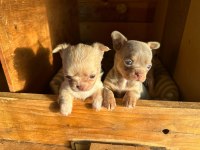 Şivava (chihuahua)