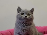 Brıtısh Shorthair Yavrularım