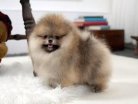 Boo Pomeranian Ayı Surat Yavrularımız