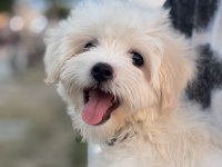 Yer sorunları yüzünden sahiplendirilecek köpeğimiz
