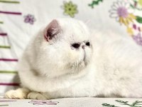Şampiyonlar şampiyonu exotic shorthair NİKOLAS