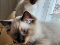 4 aylık yavru ragdoll kediler