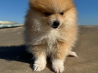 Pomeranian Boo yavrularımız ırk garantilidir