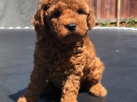 TOY POODLE YAVRULARI