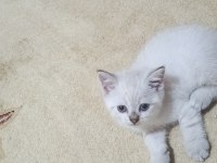 Minik british shorthair patiler