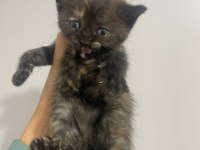 Sahiplendirme british shorthair