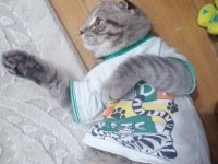 Scottish fold yavru