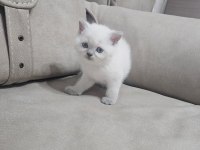 Beyaz Scottish Fold Prens