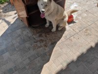 Safkan Dişi Husky Köpeği
