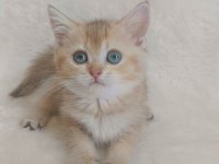 Minicik Bebiş Kediler