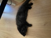 Muğla/Dalaman 2 aylık British Longhair Dişi