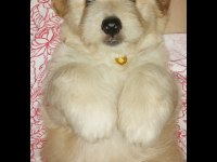 3 aylık erkek terrier sahibinden sahiplendiriyoruz