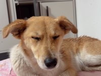 KÖPEĞİMİZE ACİL YUVA ÜCRETSİZ SAHİPLENME