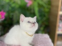 Güzeller Güzelim British Shorthair Sağlık Garantili