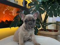 EGZOTİK FRENCH BULLDOG YAVRULARIM HARİKA RENKLER VE ANATOM