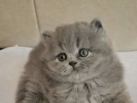 British Longhair Yavrumuz