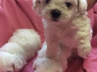 Minyatür boy maltese yavrular