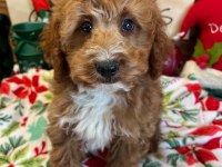 Safkan Maltipoo Bebekleri