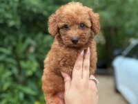 Erkek Teacup Poodle