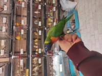 EL BESLEME RAİNBOW LORİ PAPAĞANLARIMIZ