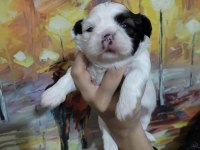 Dişi shih tzu bebeklerim