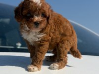Parti Color Toy Poodle Yavrular