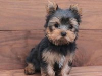 Mini Minnak Yorkshire Terrier Yavrular