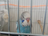 Jumbo yavru muhabbet kuşu